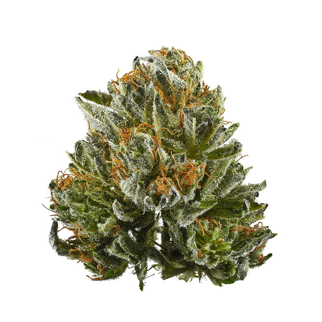 Prickly Pear - Flower strains